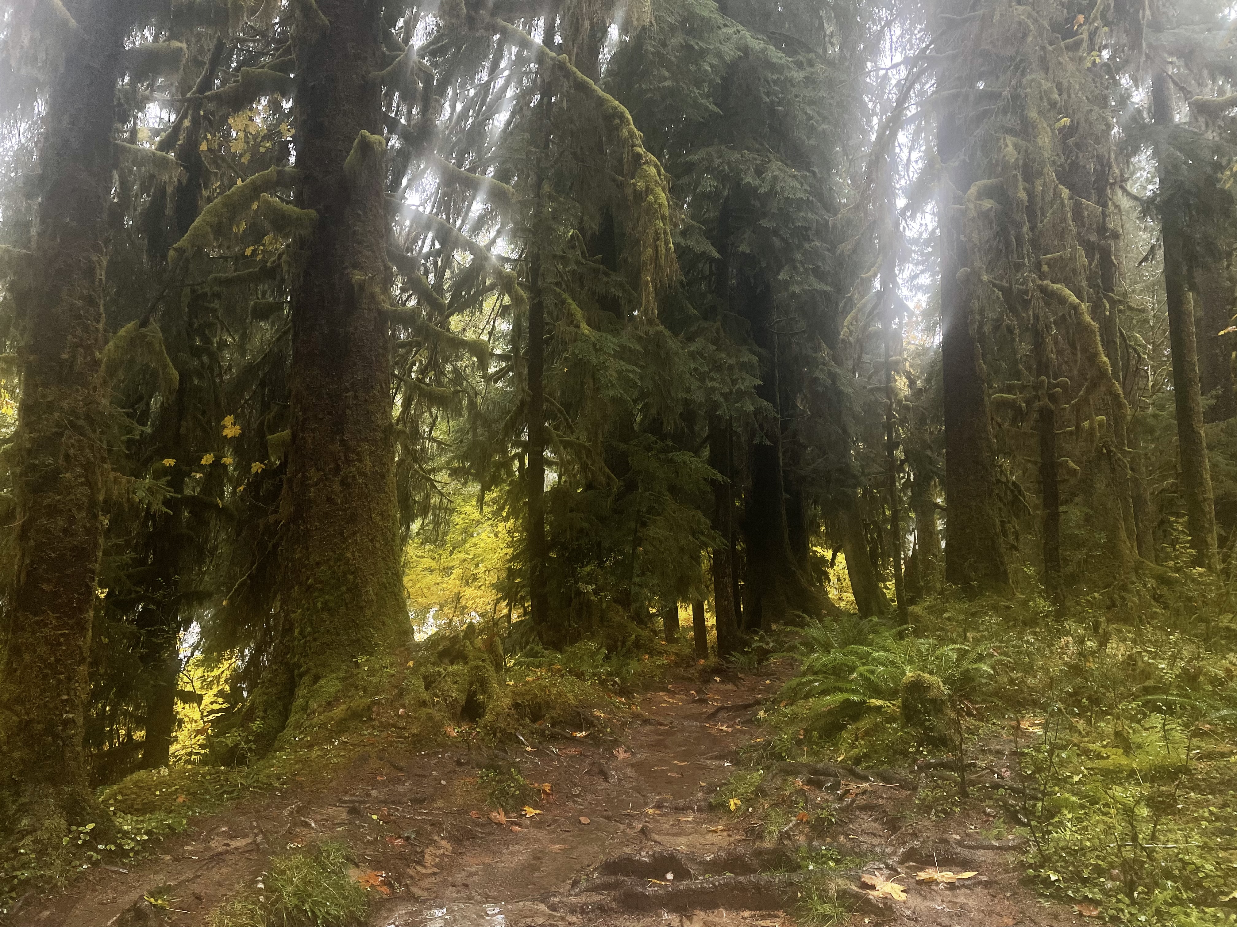 photo of trees with lots of moss in a rainy forest