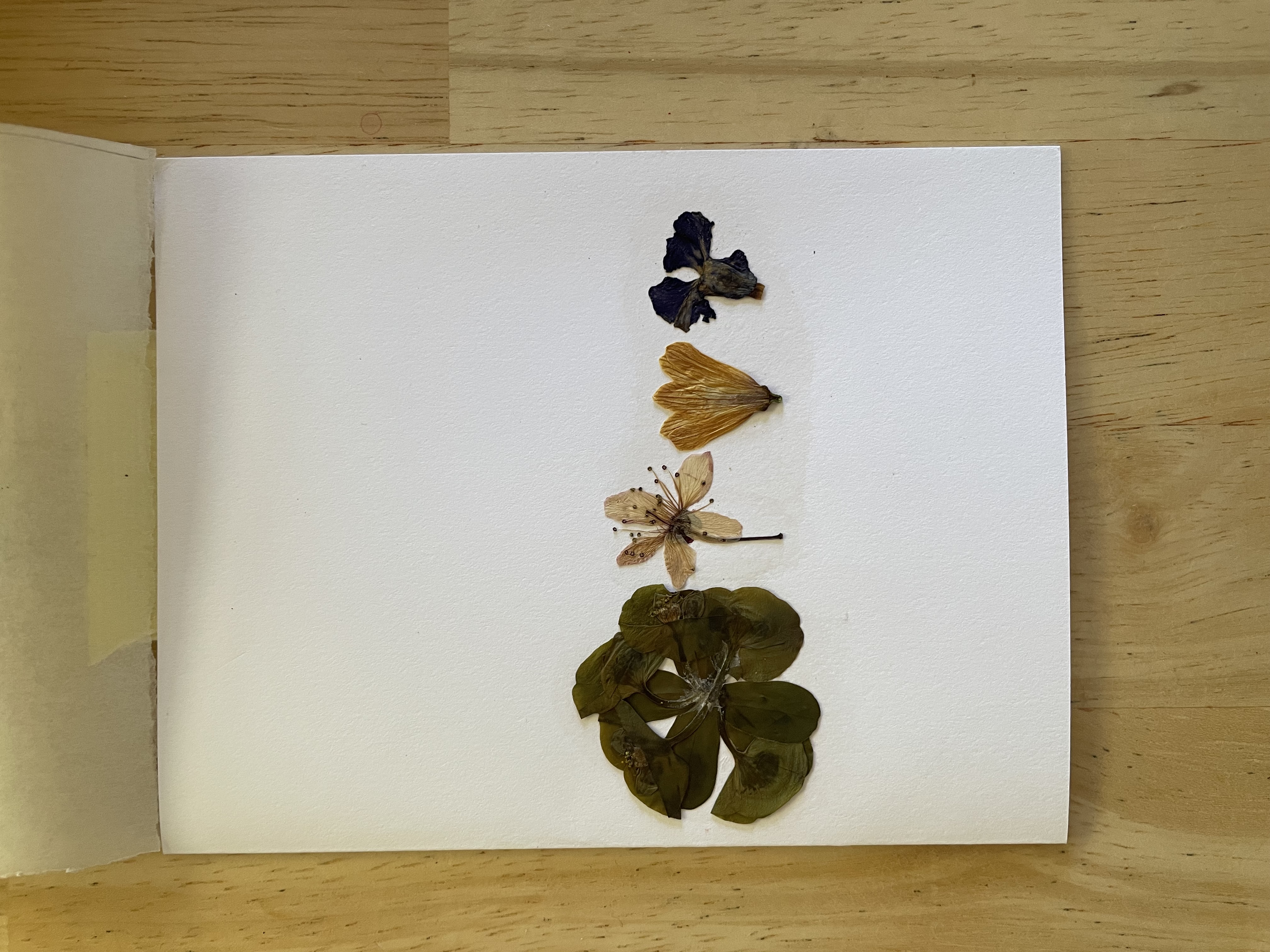 bottom layer of card, all three gifts are removed, reveals pressed flowers